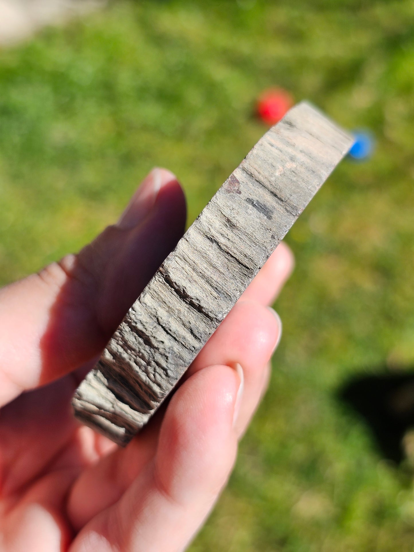 Tranche de Bois fossile n°10