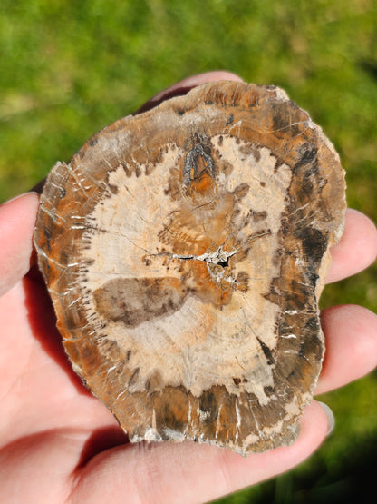 Tranche de Bois fossile n°12