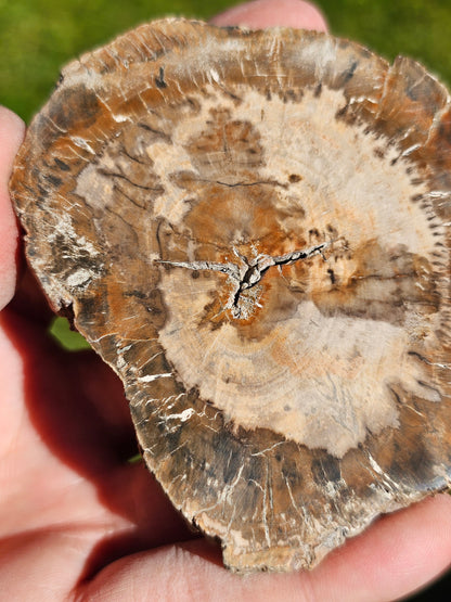 Tranche de Bois fossile n°12