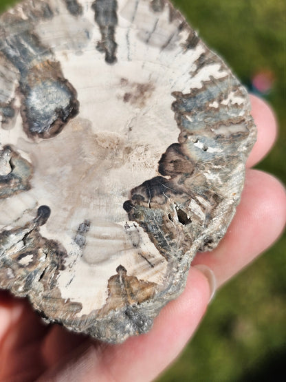Tranche de Bois fossile n°14