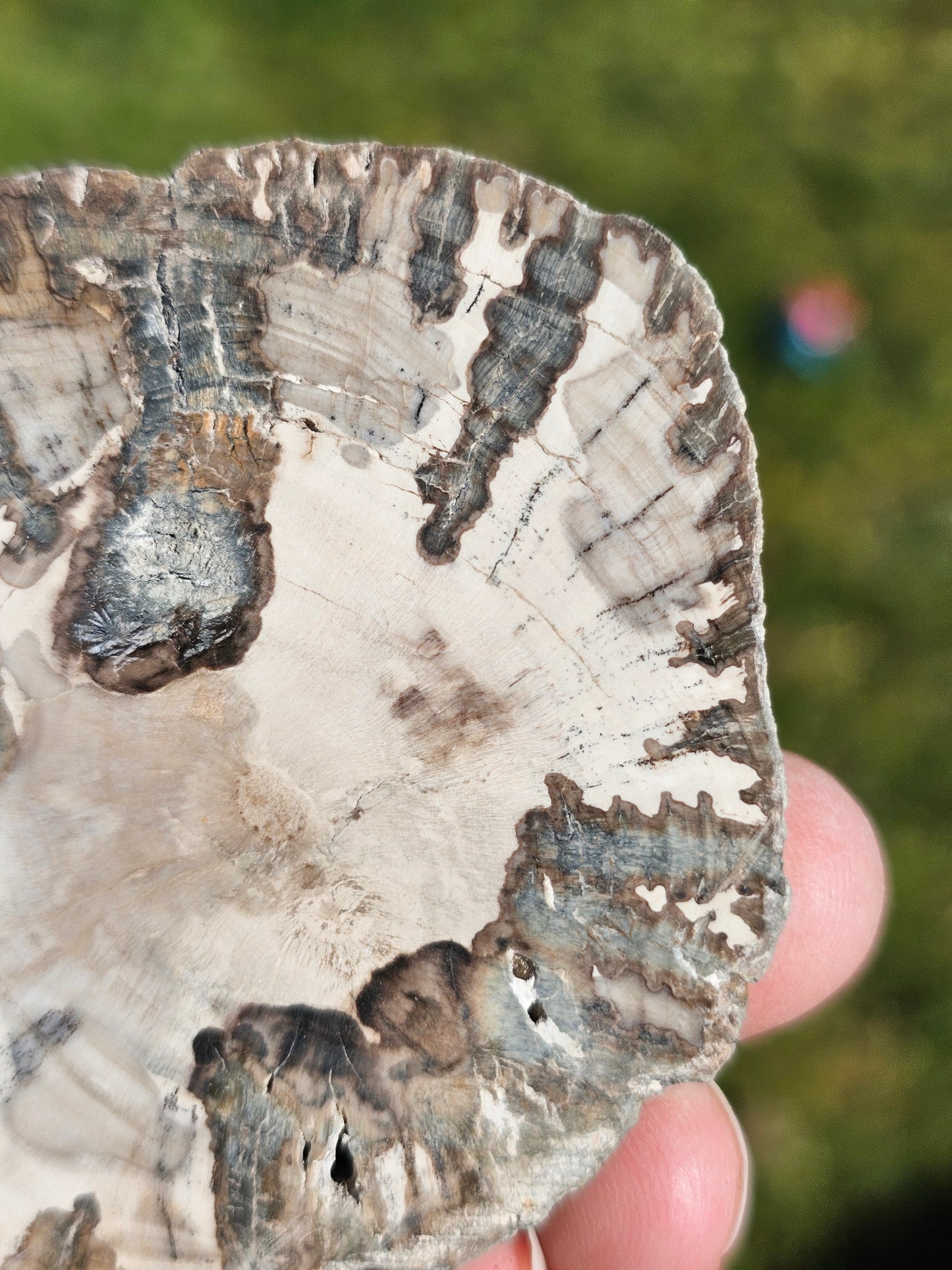 Tranche de Bois fossile n°14