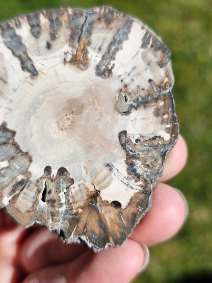 Tranche de Bois fossile n°14