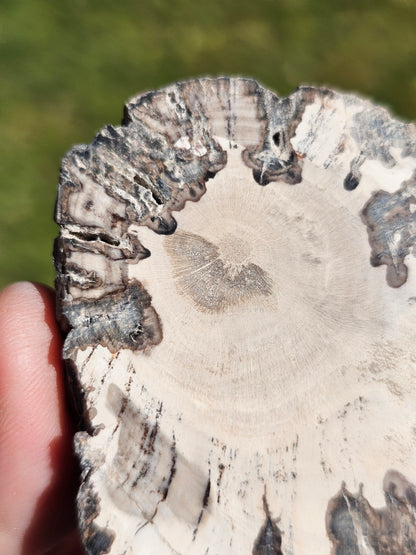 Tranche de Bois fossile n°15