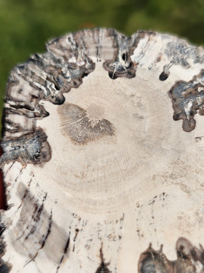 Tranche de Bois fossile n°15