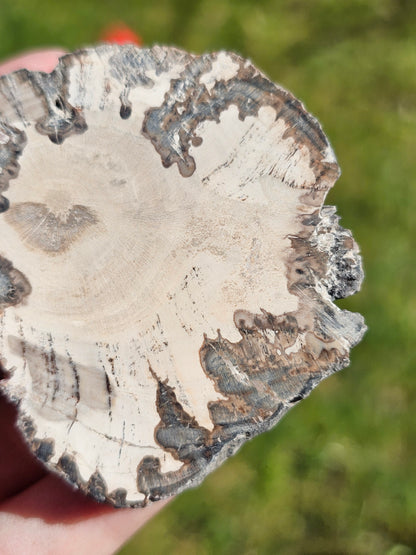Tranche de Bois fossile n°15