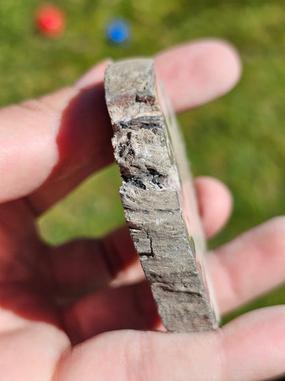 Tranche de Bois fossile n°15