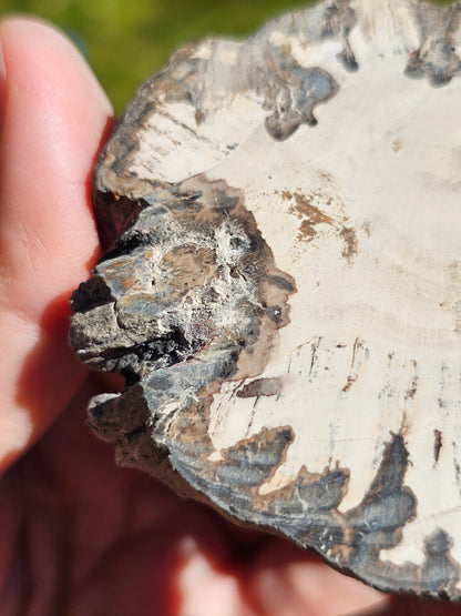Tranche de Bois fossile n°15