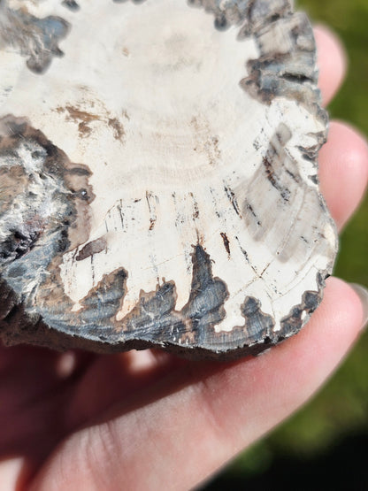 Tranche de Bois fossile n°15