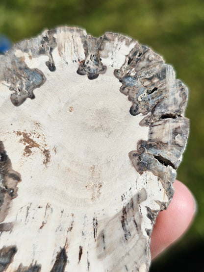 Tranche de Bois fossile n°15
