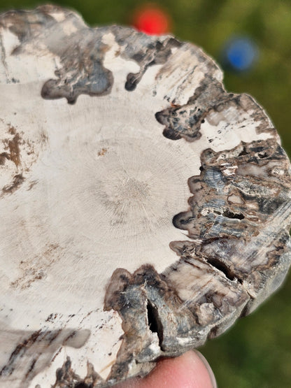 Tranche de Bois fossile n°15