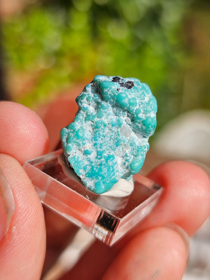 Turquoise d'Arizona n°5