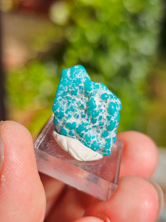 Turquoise d'Arizona n°6