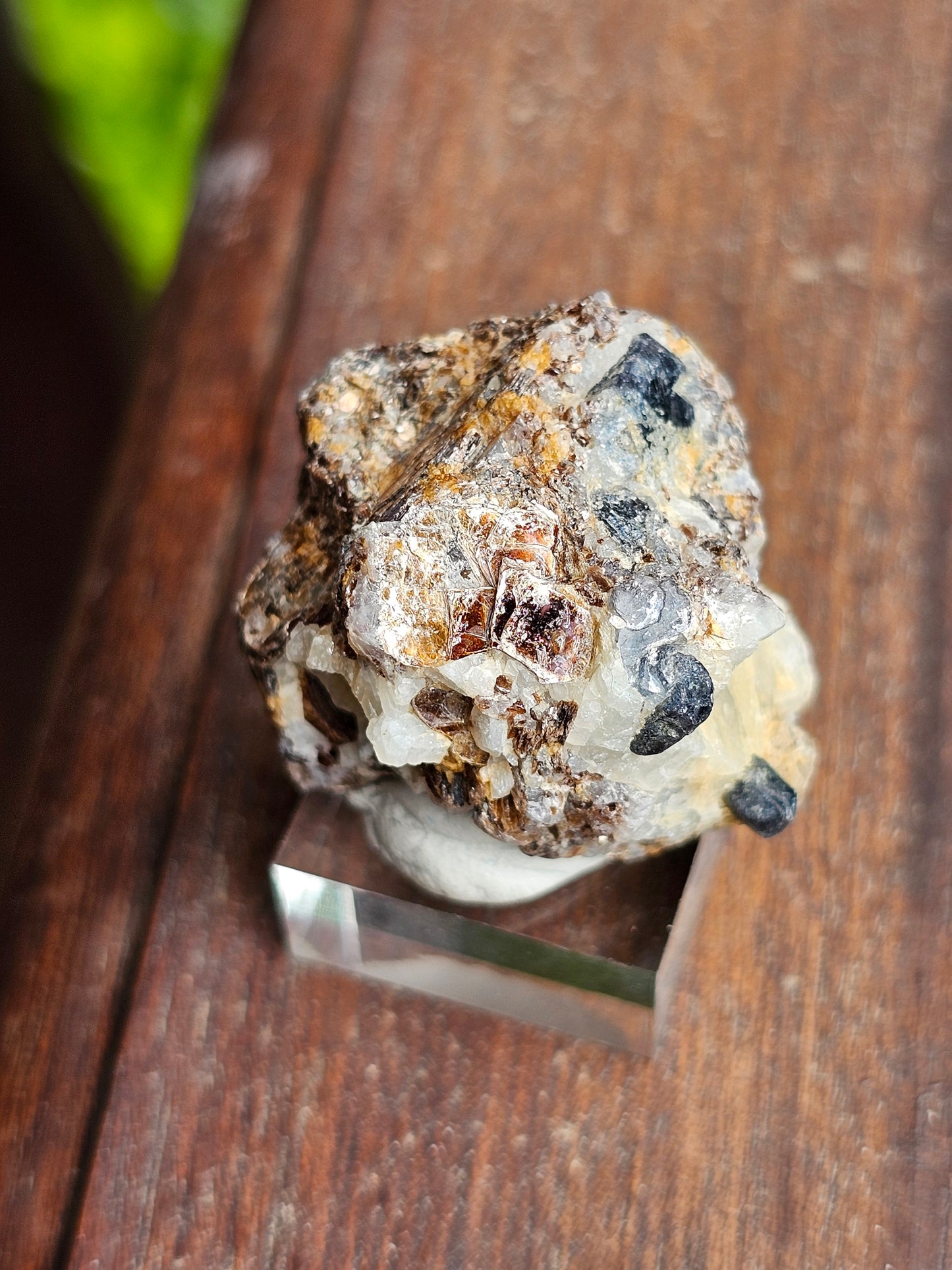 Sapphirine de Madagascar A