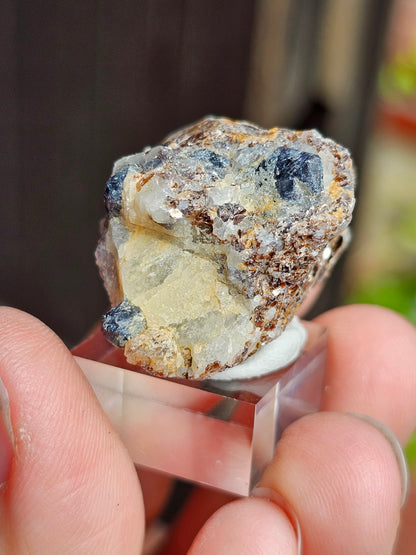 Sapphirine de Madagascar A