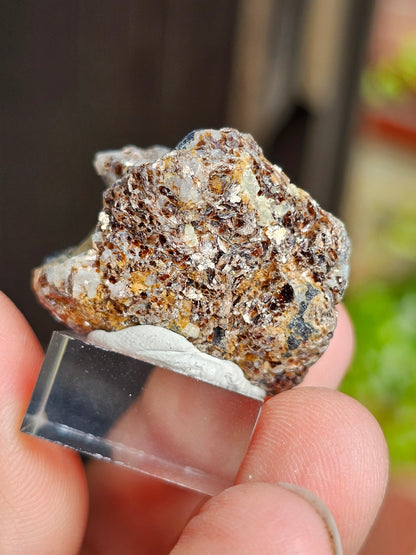 Sapphirine de Madagascar A