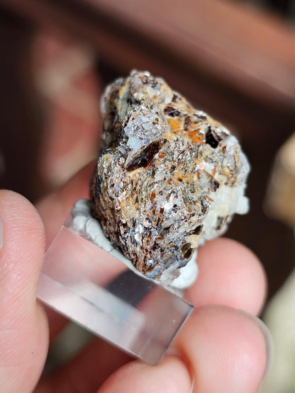 Sapphirine de Madagascar A