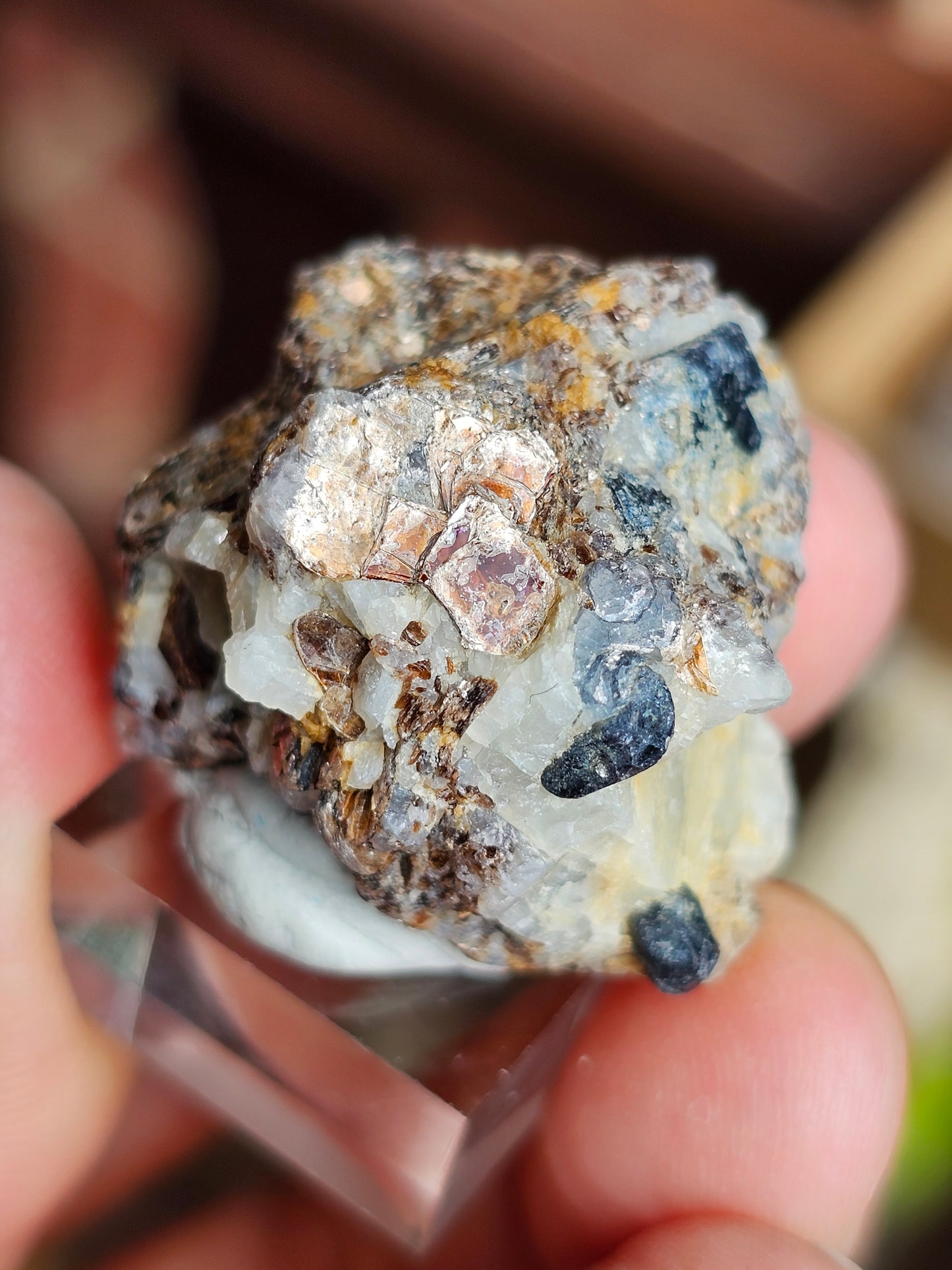 Sapphirine de Madagascar A