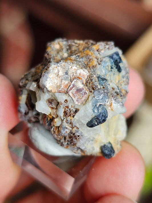 Sapphirine de Madagascar A