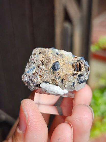 Sapphirine de Madagascar B