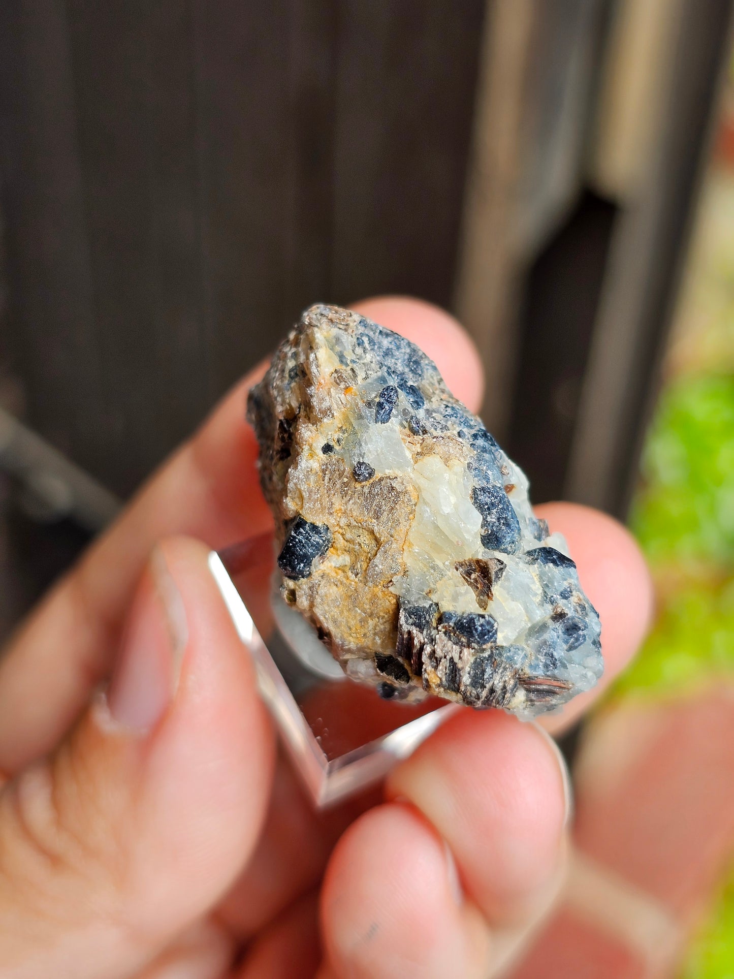 Sapphirine de Madagascar B