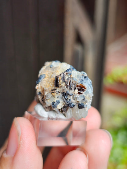 Sapphirine de Madagascar B