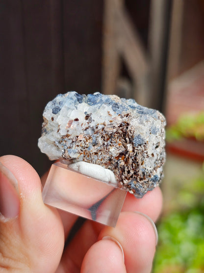Sapphirine de Madagascar B