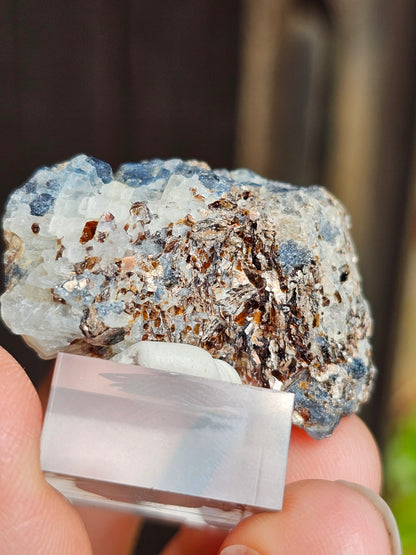 Sapphirine de Madagascar B