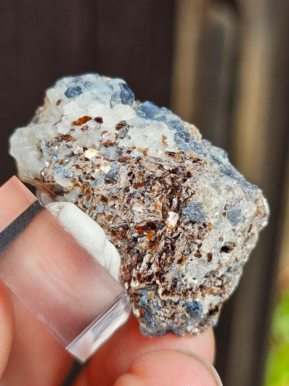 Sapphirine de Madagascar B