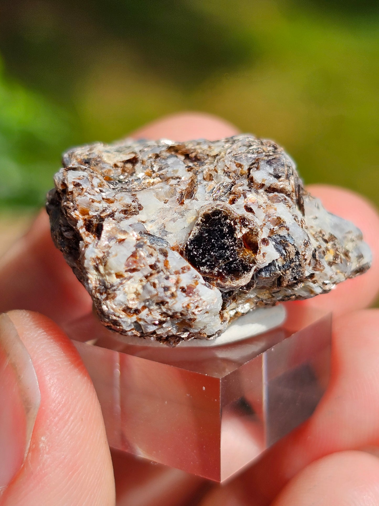 Sapphirine de Madagascar C