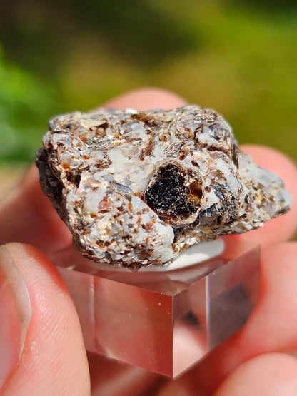 Sapphirine de Madagascar C