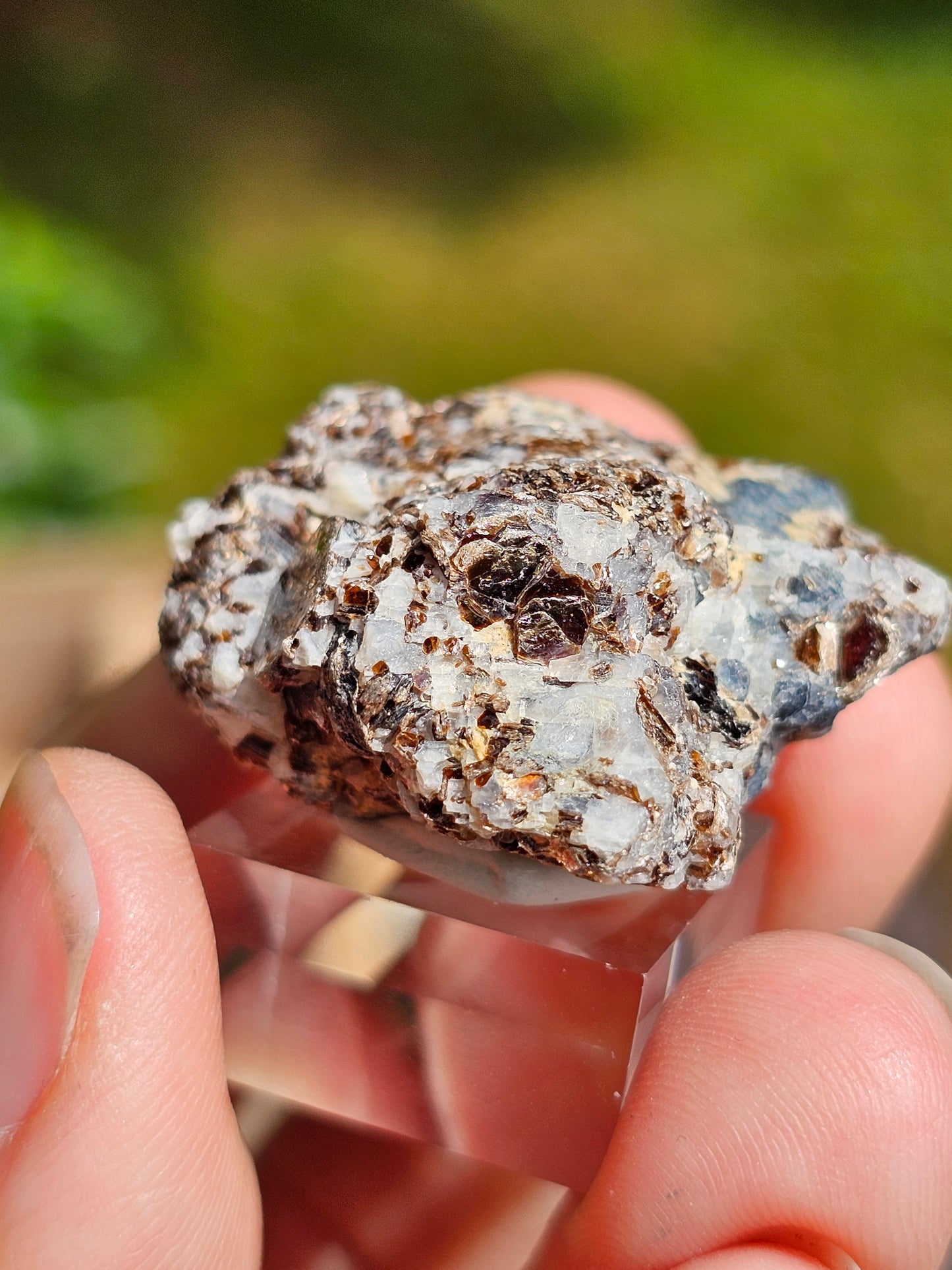 Sapphirine de Madagascar C