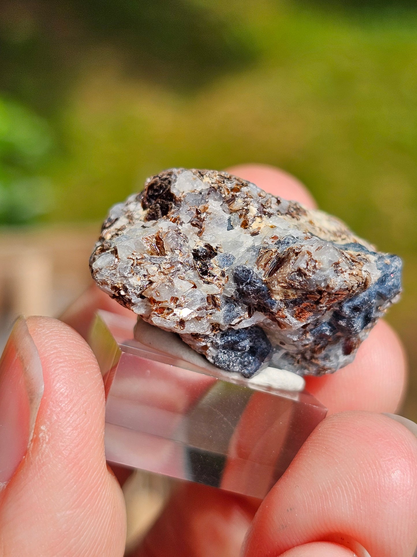 Sapphirine de Madagascar C