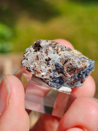 Sapphirine de Madagascar C