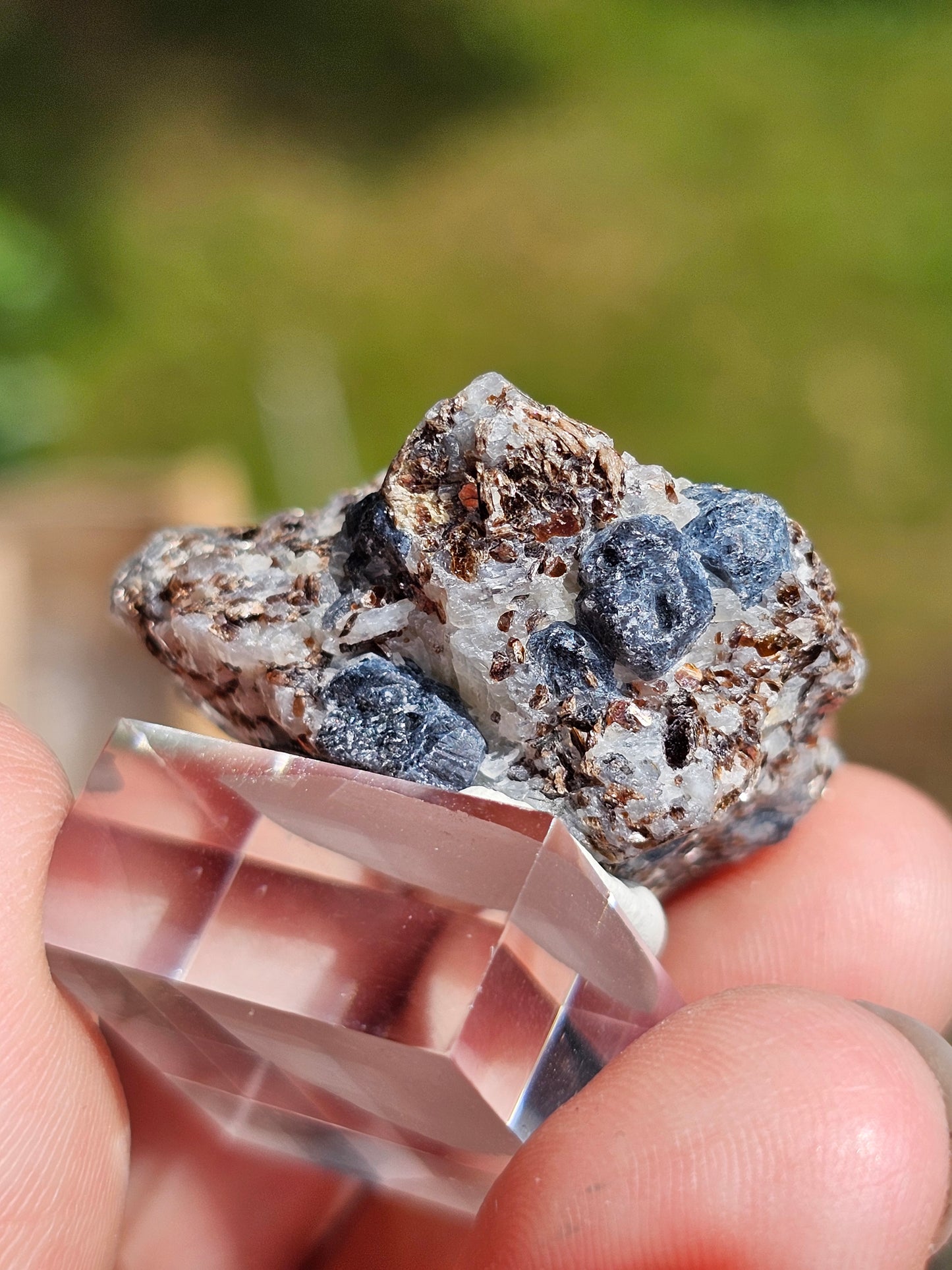 Sapphirine de Madagascar C