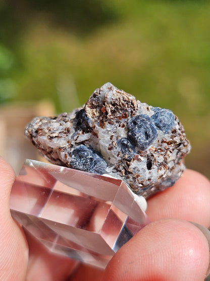 Sapphirine de Madagascar C