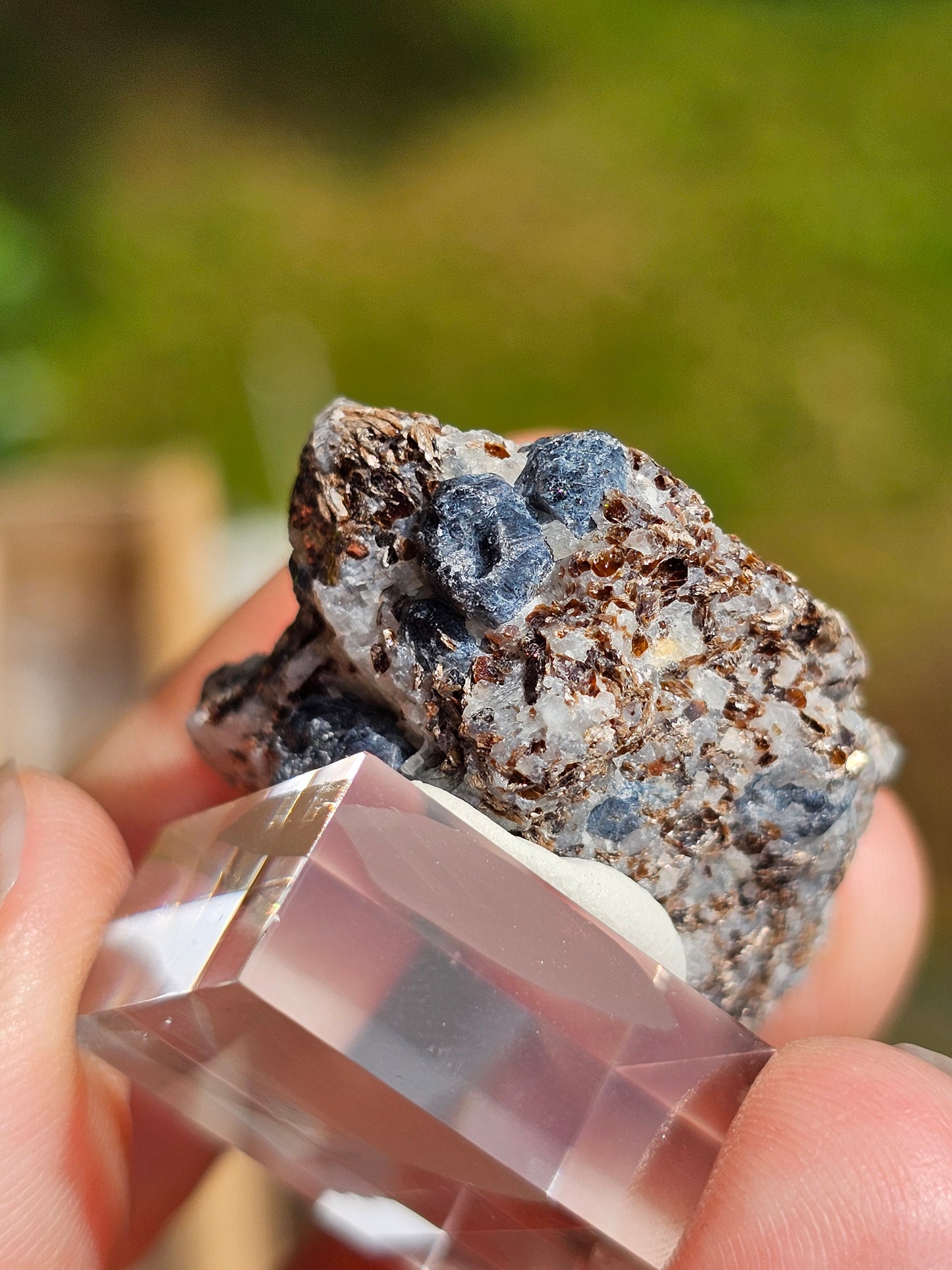 Sapphirine de Madagascar C
