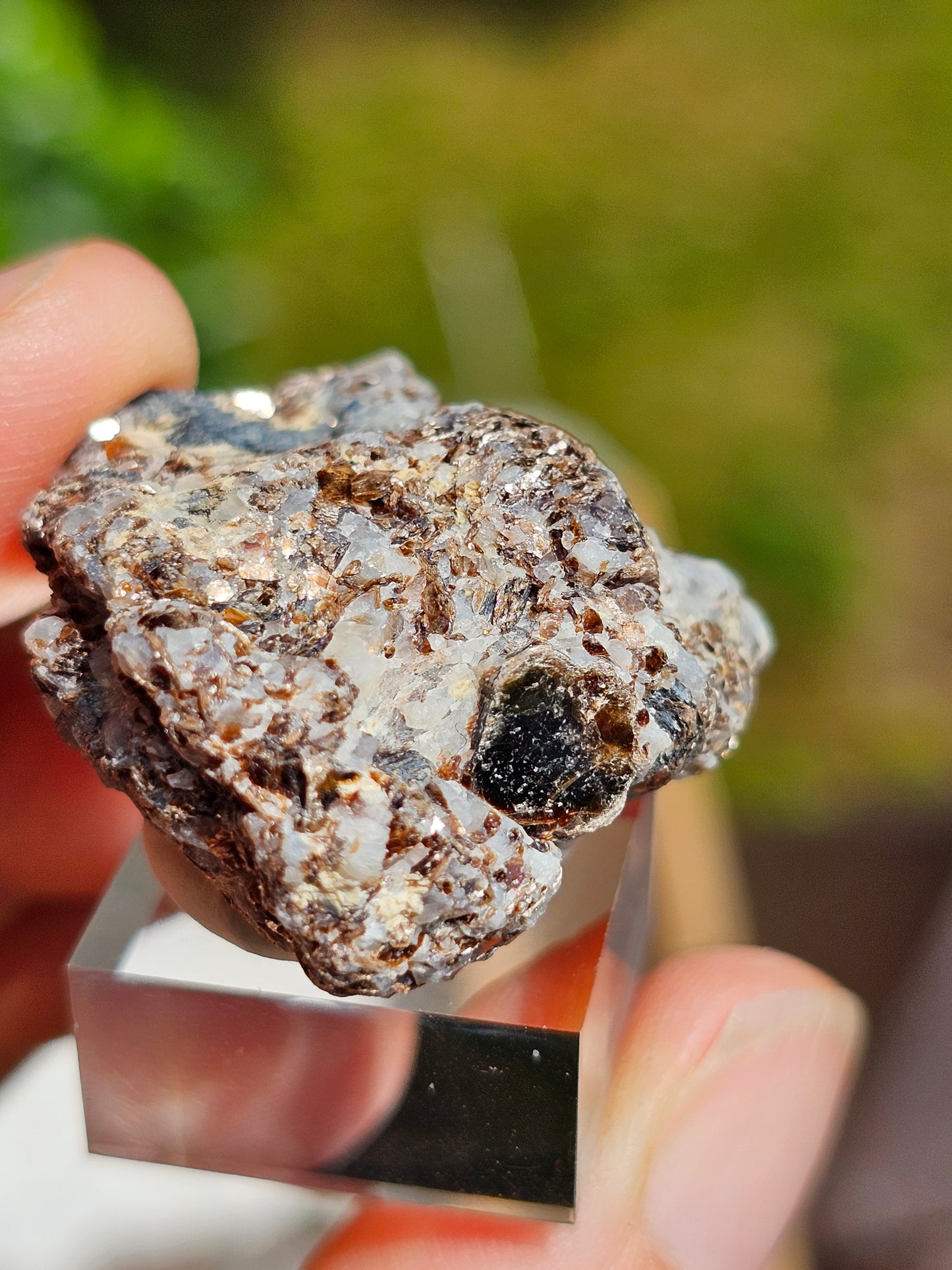 Sapphirine de Madagascar C