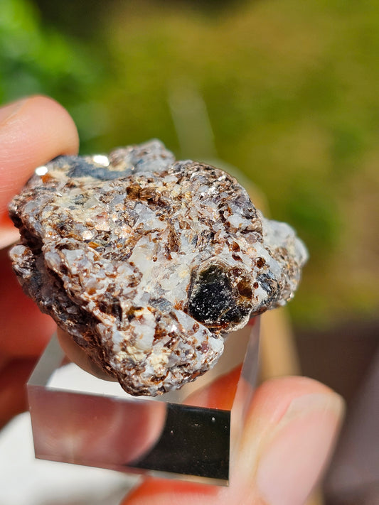 Sapphirine de Madagascar C