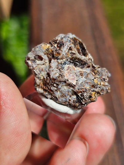 Sapphirine de Madagascar D