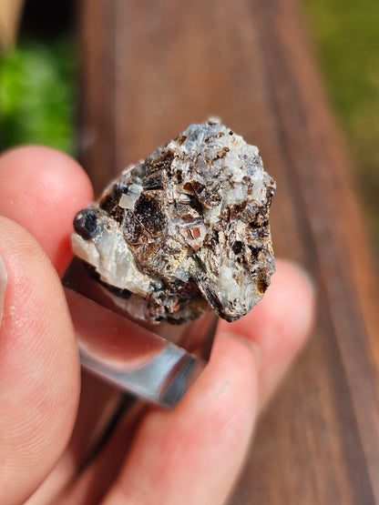 Sapphirine de Madagascar D