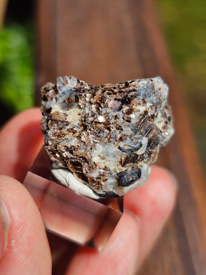 Sapphirine de Madagascar D