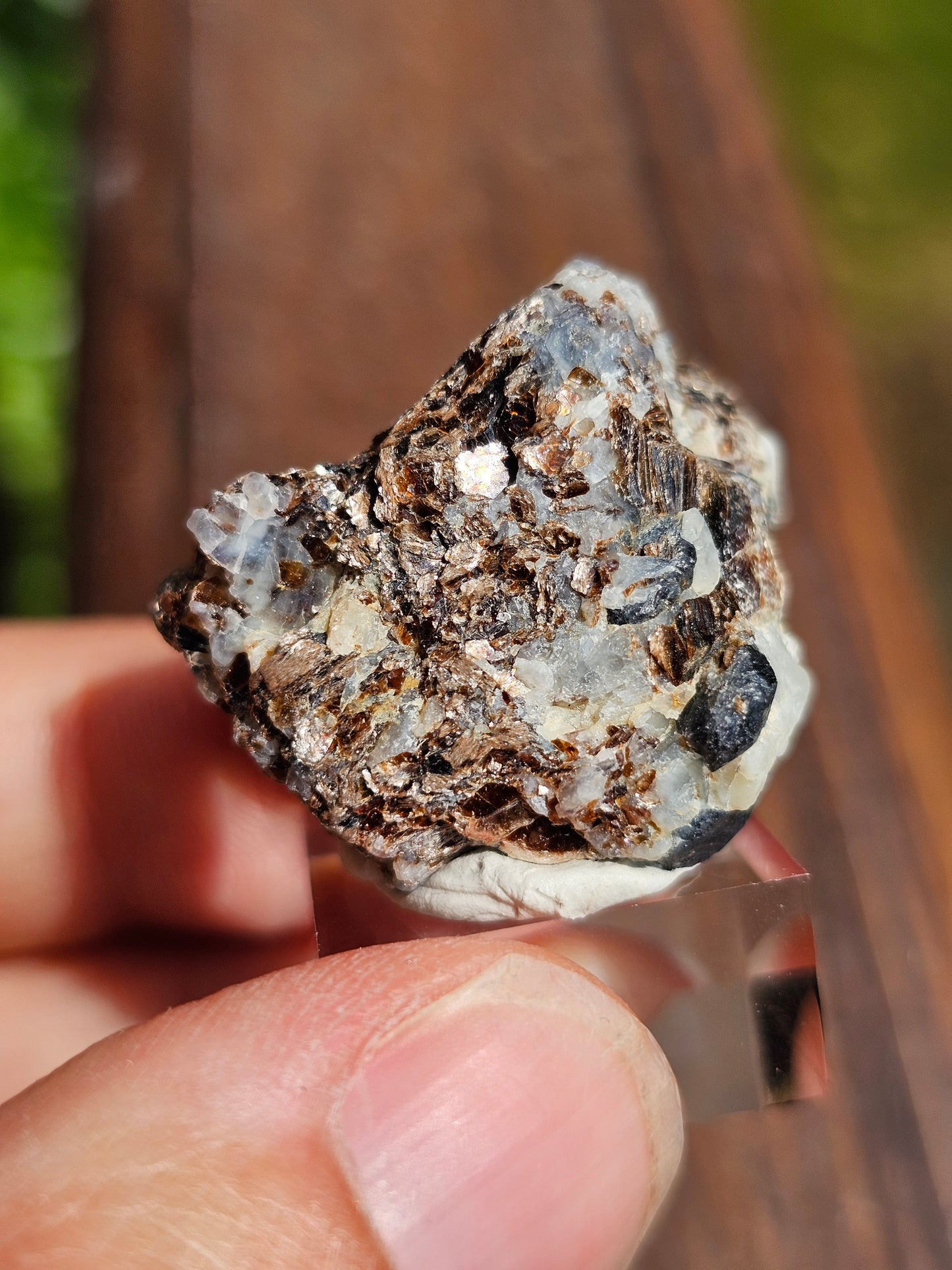 Sapphirine de Madagascar D