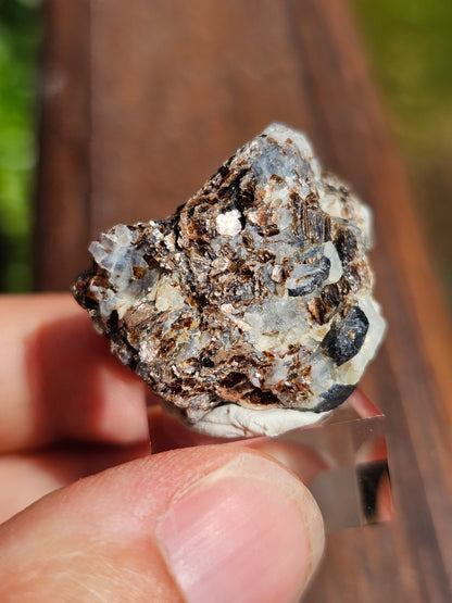 Sapphirine de Madagascar D