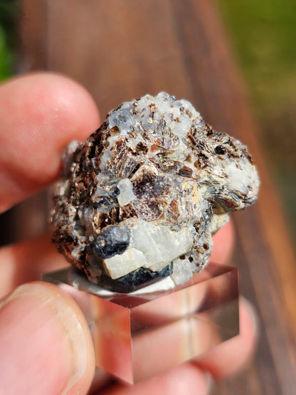 Sapphirine de Madagascar D