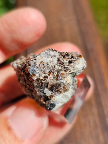 Sapphirine de Madagascar D