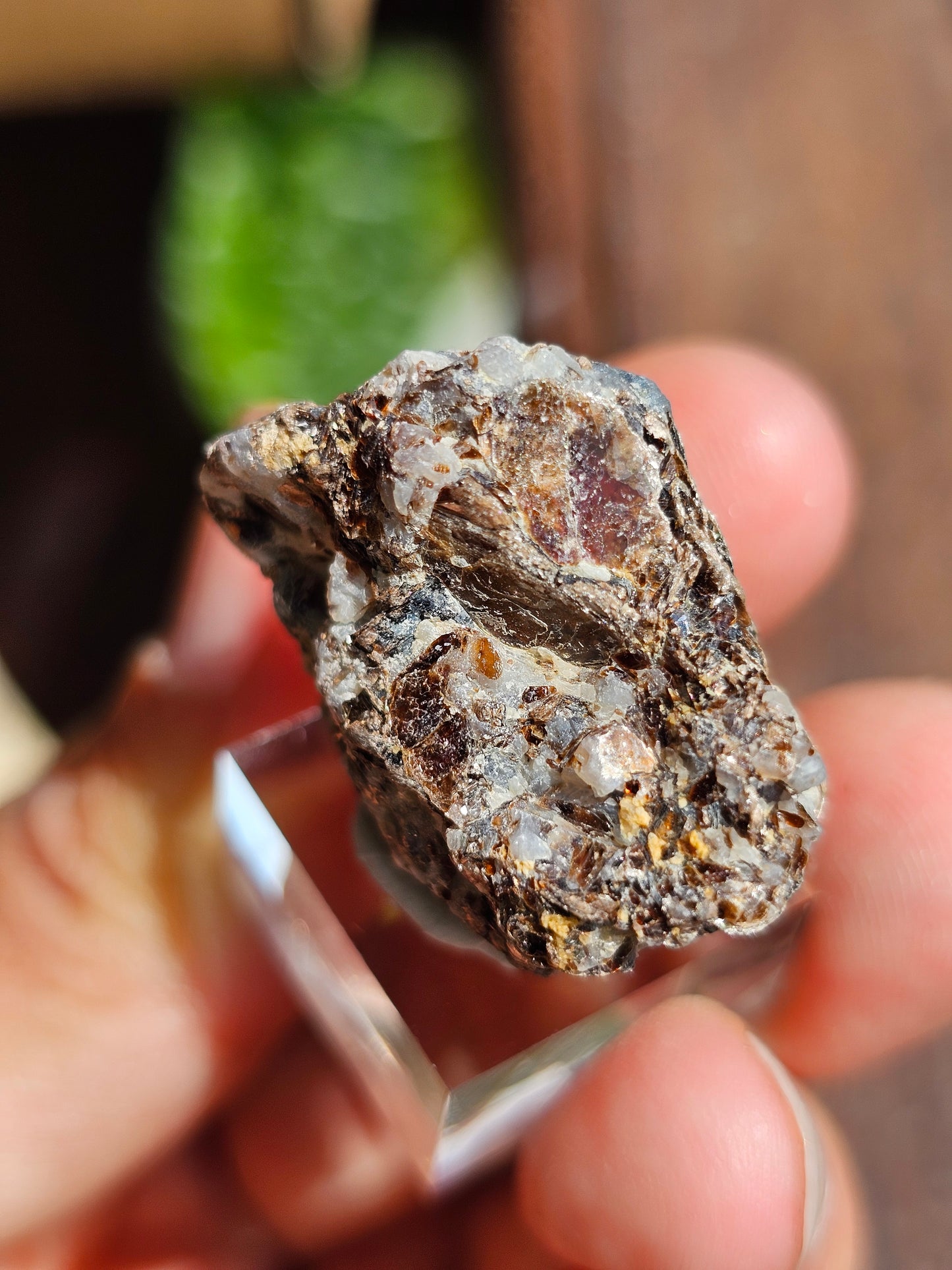 Sapphirine de Madagascar D