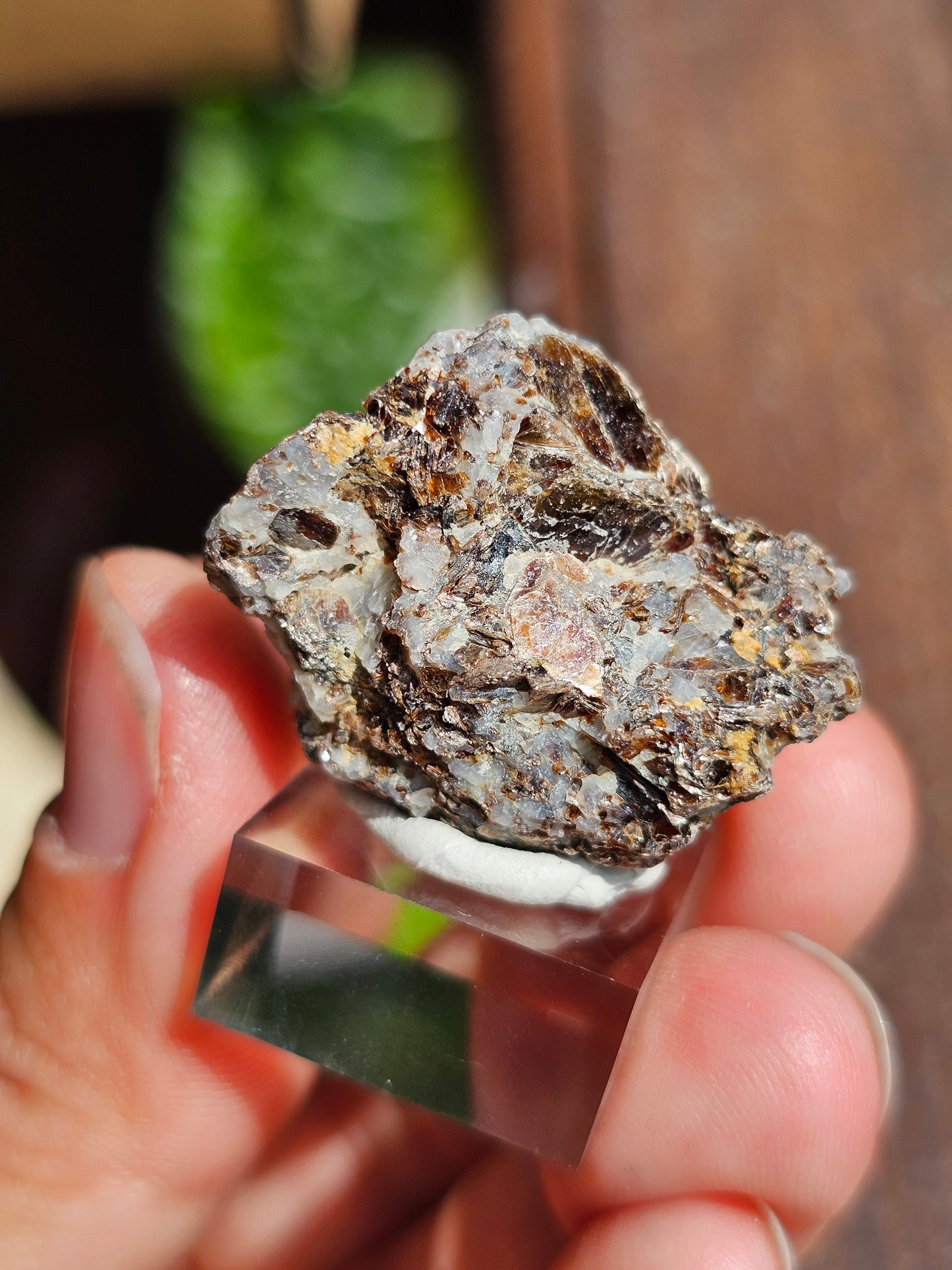 Sapphirine de Madagascar D