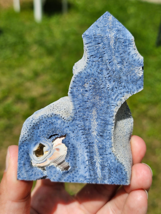 Corail bleu d'Indonésie A
