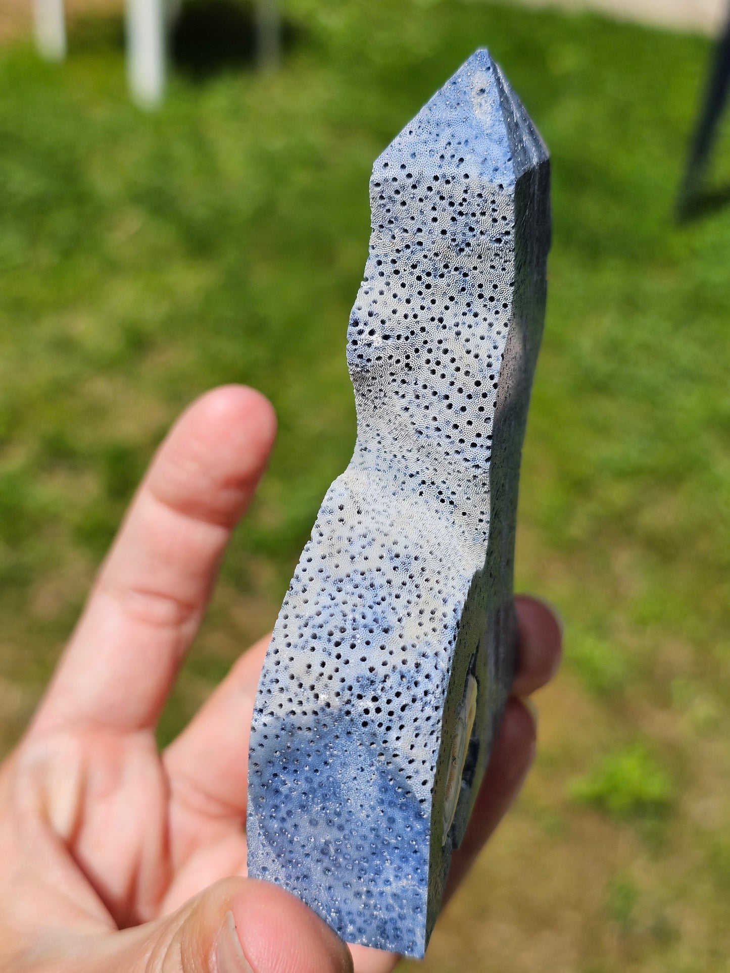 Corail bleu d'Indonésie A