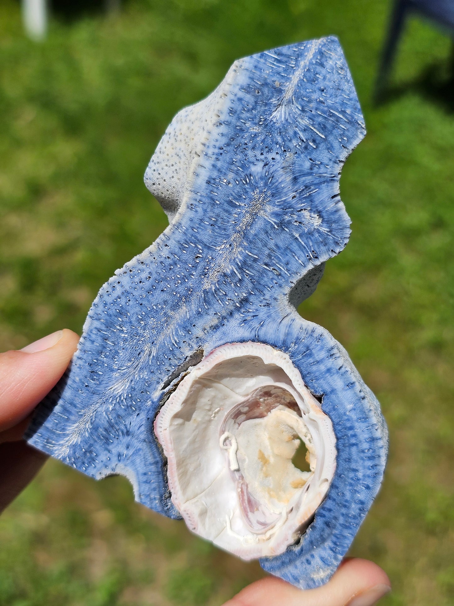 Corail bleu d'Indonésie A